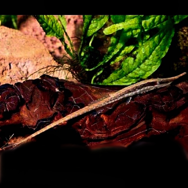 Farlowella gracillis   Gepan.algeneter L